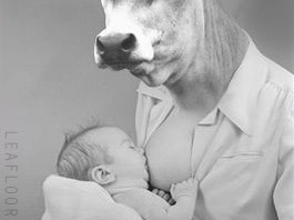 cows produce human breast milk cows produce human milk